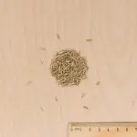 Vert toutes saisons - Pelouse verte toutes saisons - 1 kg - MEDIA_3D